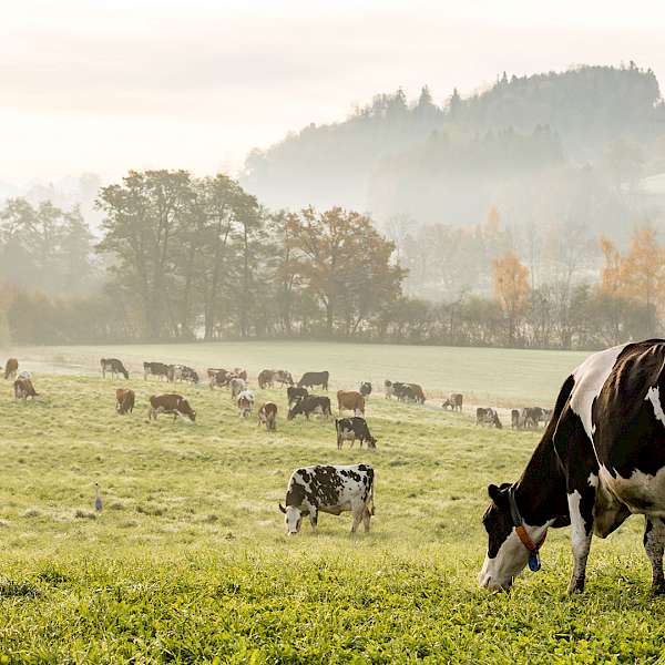 AI Comes To The Rescue Of Cattle Ranchers