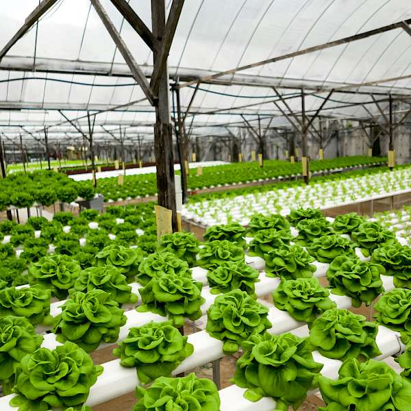 Dubai Will Soon Be Home To The World’s Largest Hydroponic Farm