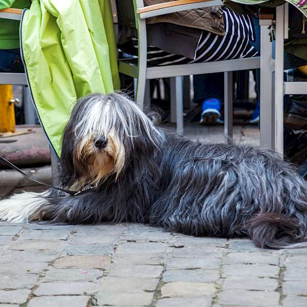 Should Pets Be Allowed in Restaurants?