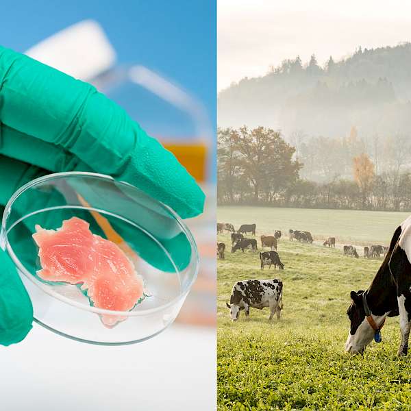 A New Concern For Cellular Agriculture