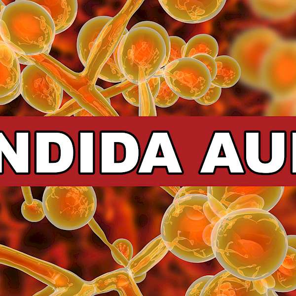 Do You Know What Candida Auris Is? You Should
