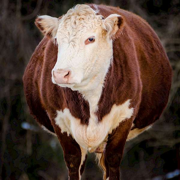Fatter Cows Translate to Fewer Cows