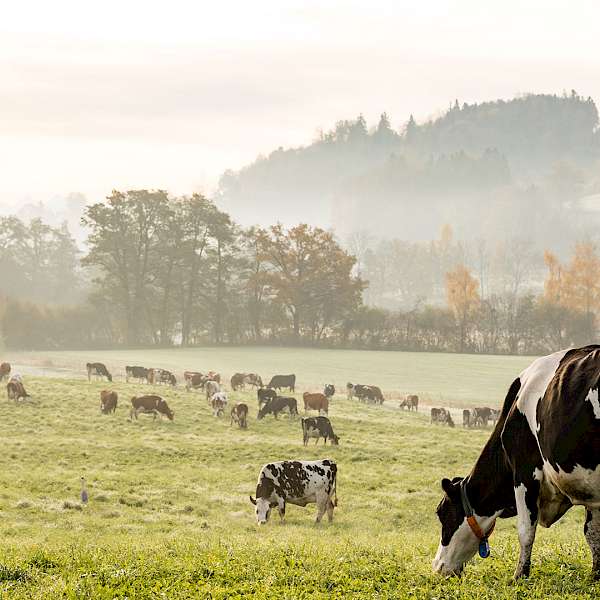 The UN Climate Report Tells What Foods We Need