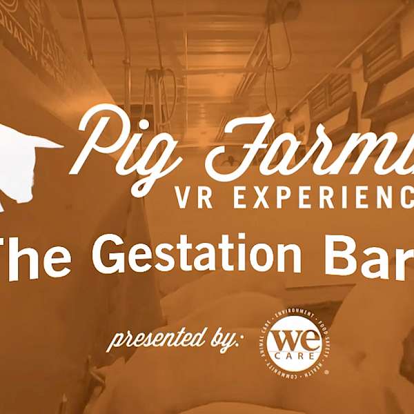 VR Experience of Pig Farms Creates More Transparency