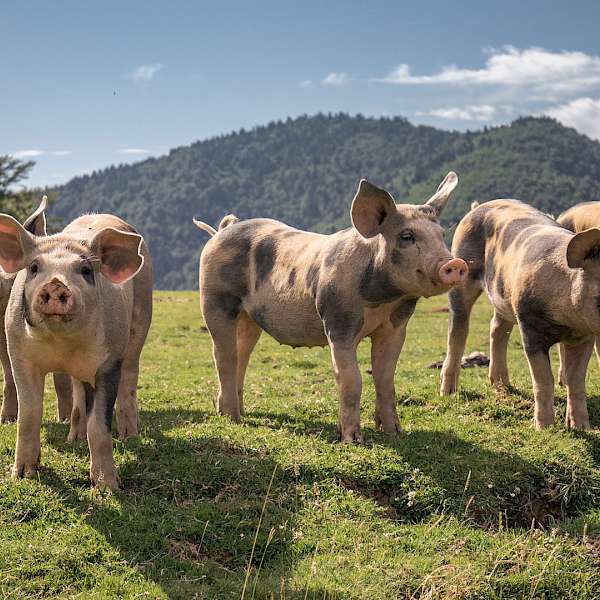 Pigs become even more important on the farm