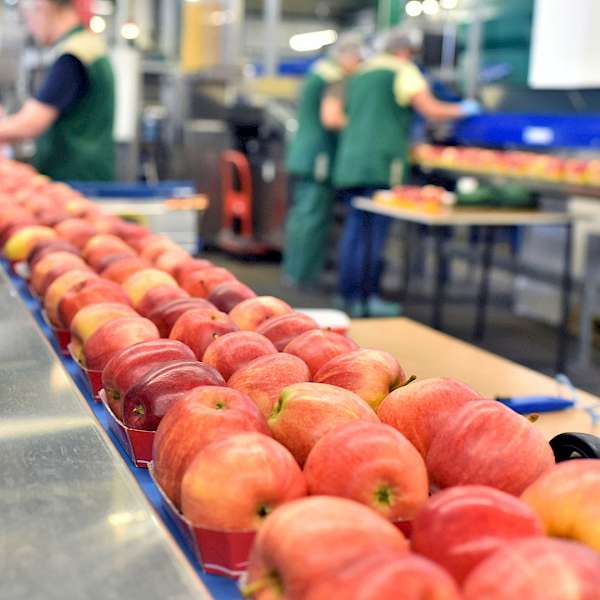 Wondering Which Foods Have the Greatest Environmental Impact?