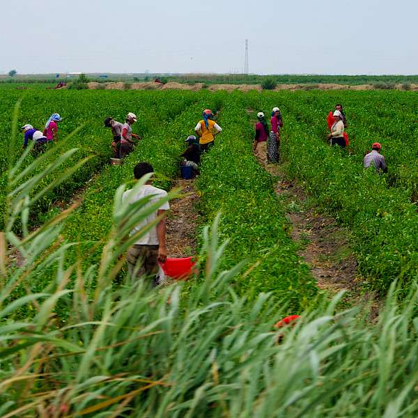 A Farmer Offers an Op-ed That Puts Into Question Her Life’s Value