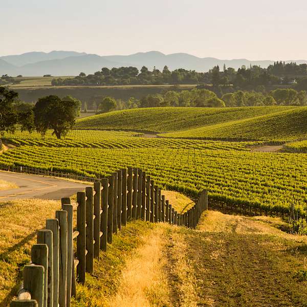 Local Food Tourism’s Future