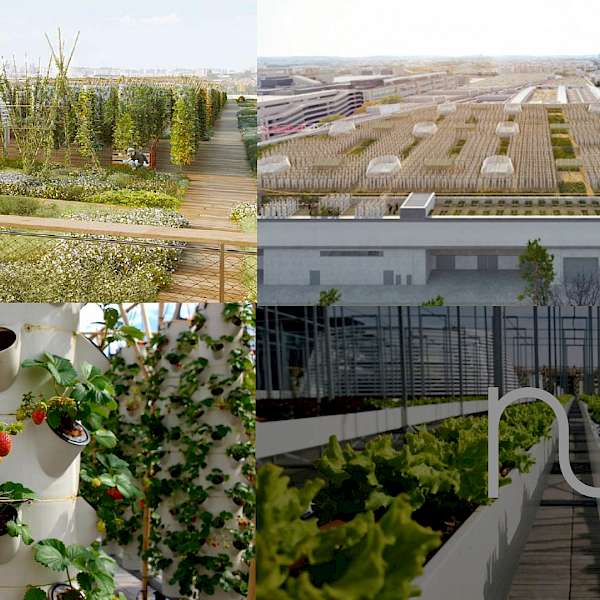 Expect to See Lots of Rooftop Farms in Cities