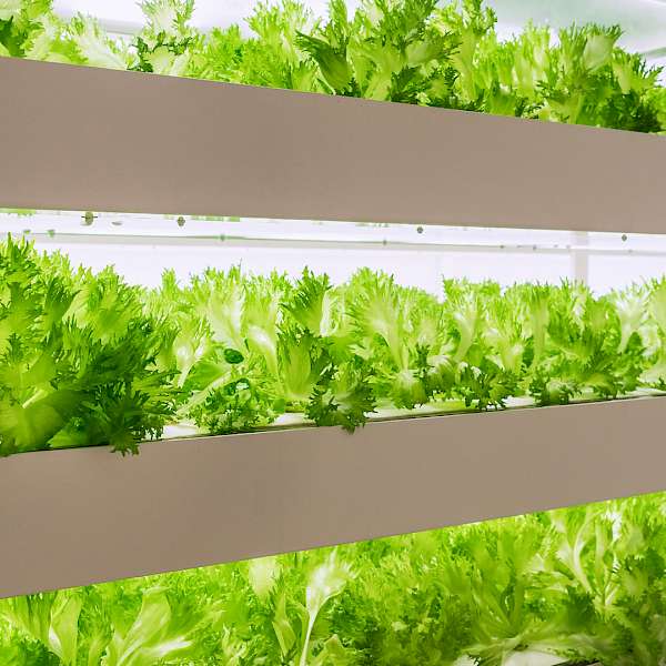 Indoor Farming Is Now