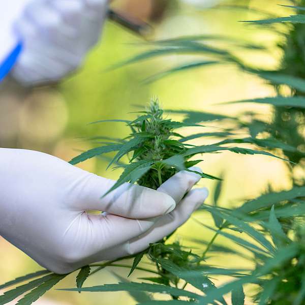 What’s The Future For Hemp?