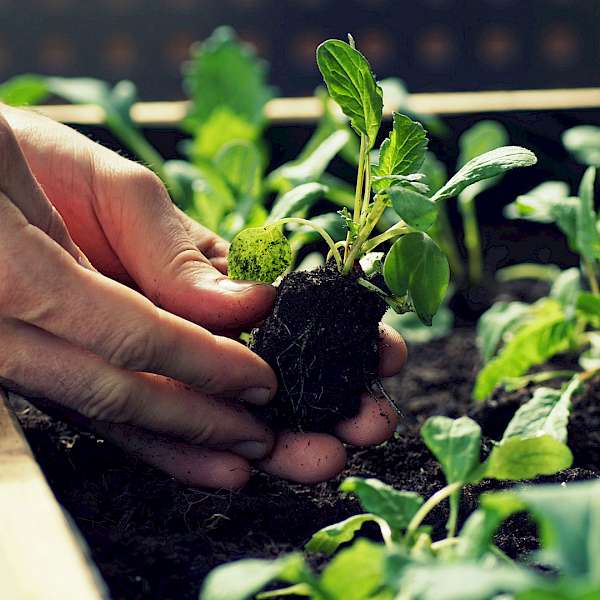 Pandemic Gardens Have Become “A Thing”