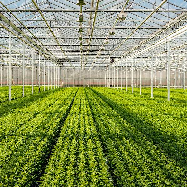 Indoor Farming’s Bright Lights