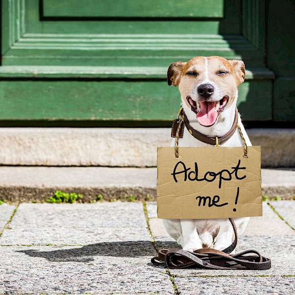 Look Around; There Are More Pets Than Ever
