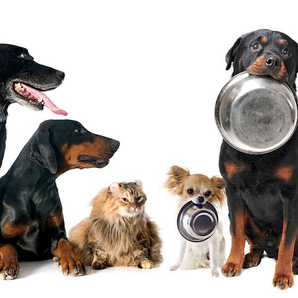Pet Food Is Big Business…And It’s about to Change