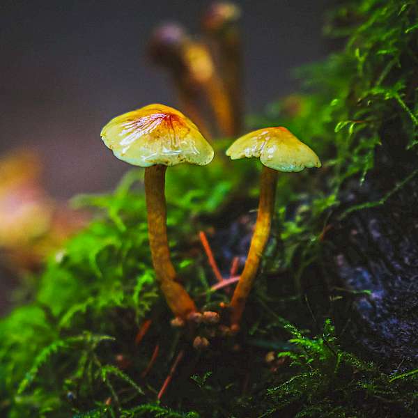 Can Fungi Can Help Solve the Climate Crisis?
