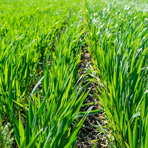 Regenerative Farming Comes To Dairy