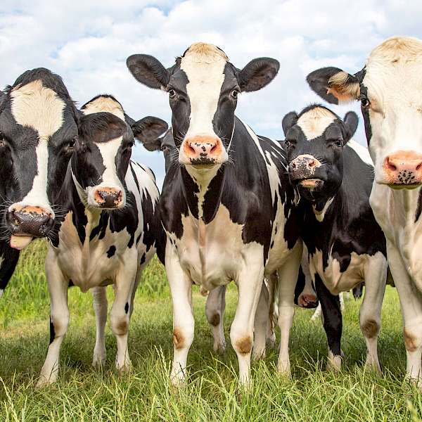 Consumers Want Humanely Raised Meat, Eggs and Dairy