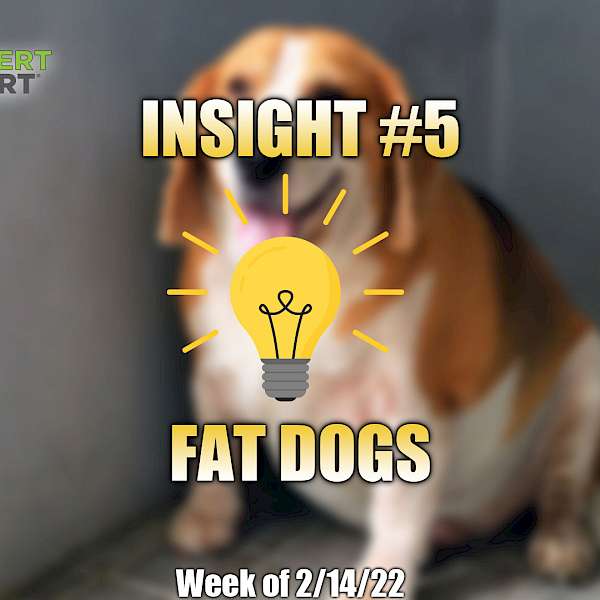 Fat Dogs