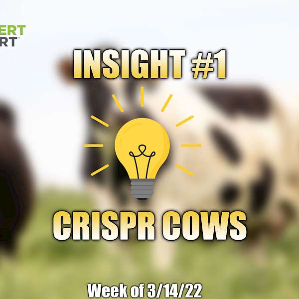 Crispr Cows