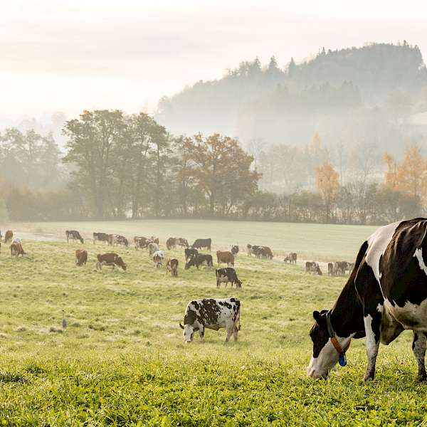 Regenerative Grazing Practices
