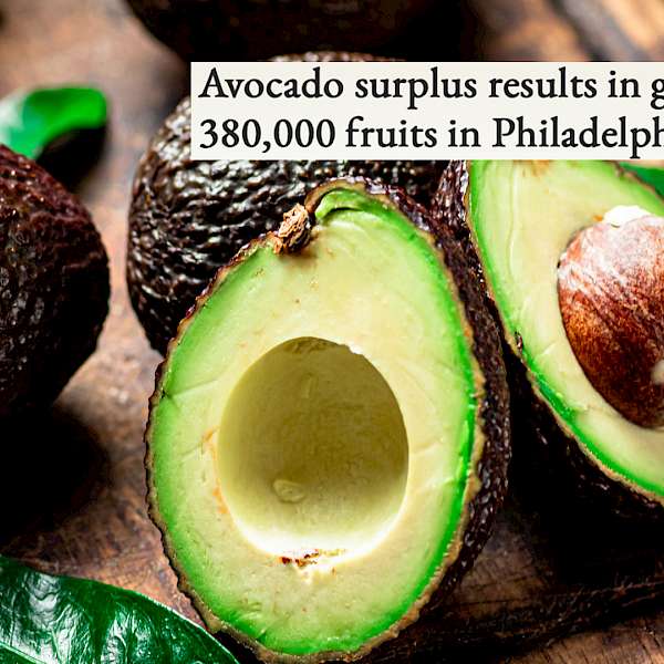 Avocado Surplus