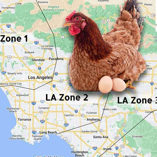Rent A Chicken
