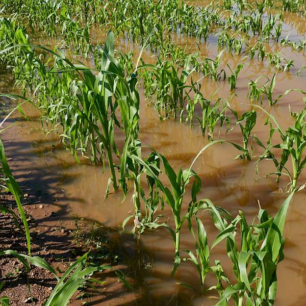 Food Prices & Floods