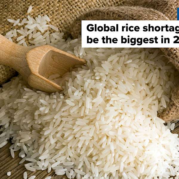 Global Rice Shortage