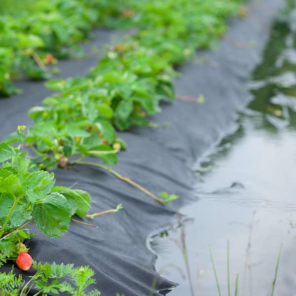 2023 Issues, Predictions & Trend Forecast For Food: Climate Change