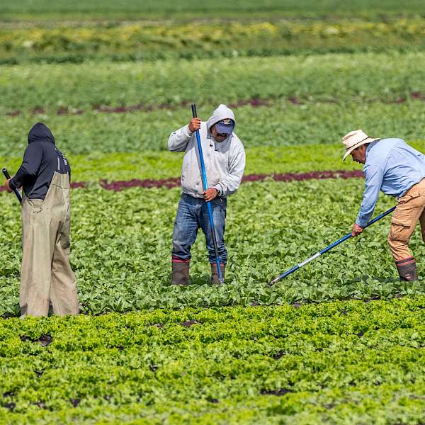 U.S. Forced Food Labor
