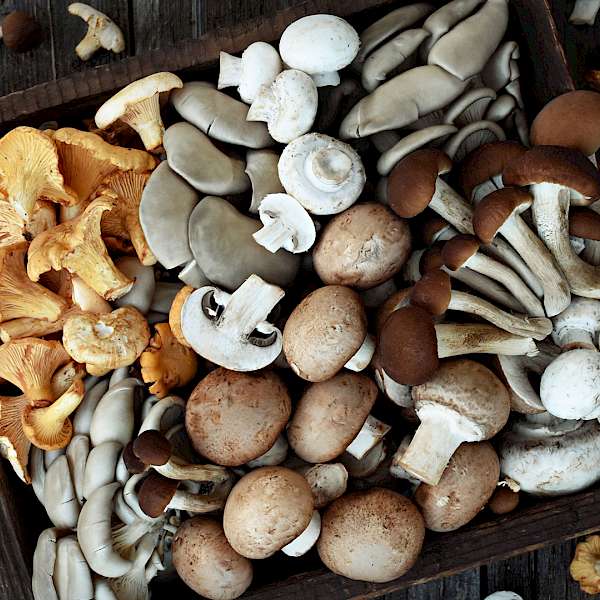 Mushroom Mania