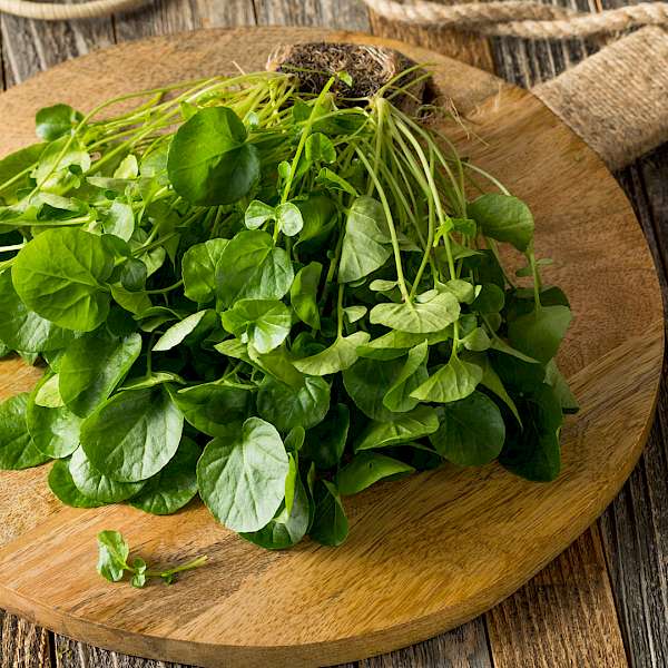 Is this the World's Healthiest Food?