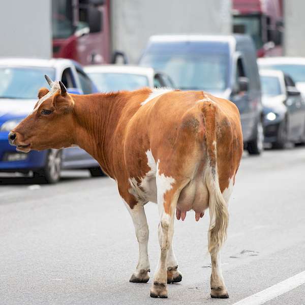 Reducing Meat Consumption = Taking Cars off the Road?