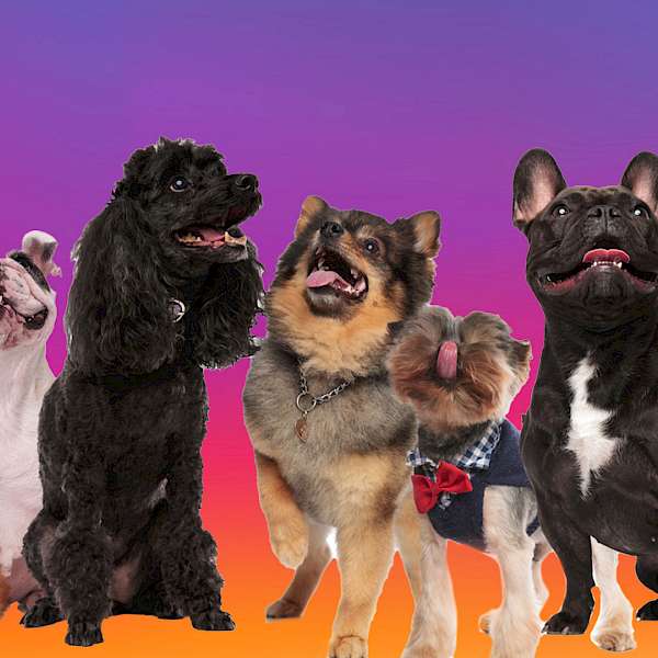 The Dogs of Instagram