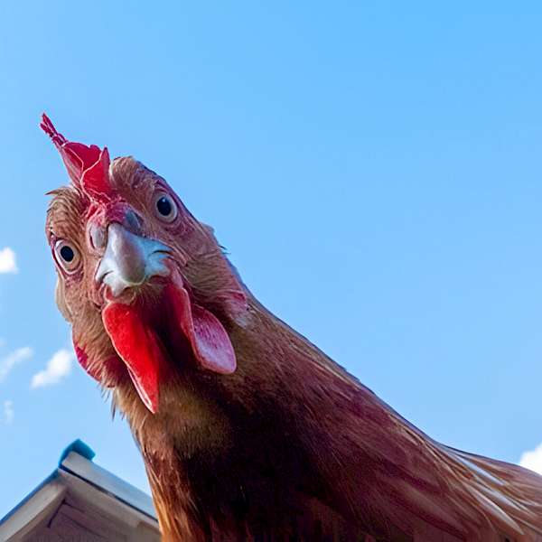 The 2024 Avian Flu: Origins, Impact, and the Global Response