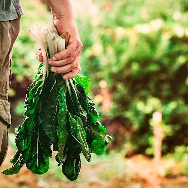 New York City Will Create A New Approach To Urban Agriculture