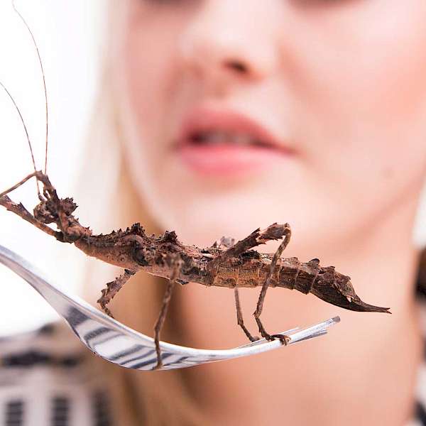 Insect Protein Is A Reality, Legislation Is Not