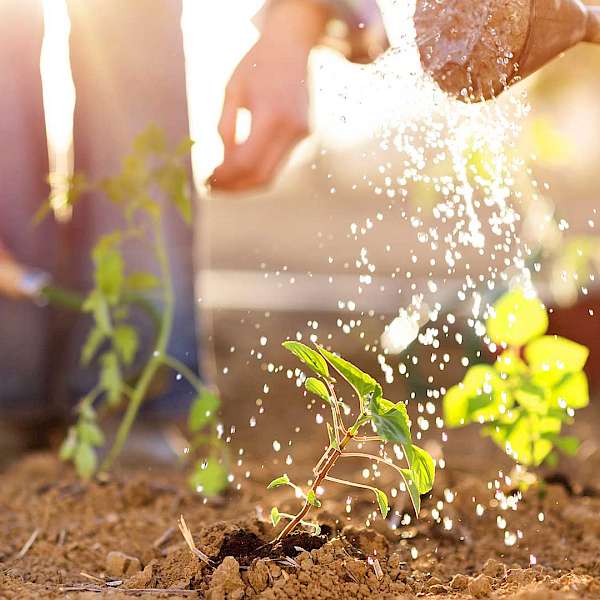 Healthy Soil...