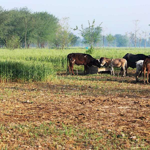 The Connected Agriculture Program Shows Us The Future