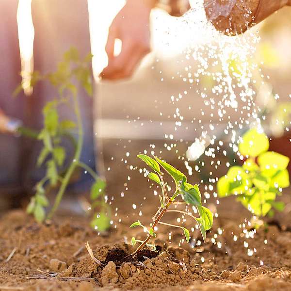 Detroit Continues To Lead The Way In Urban Gardens