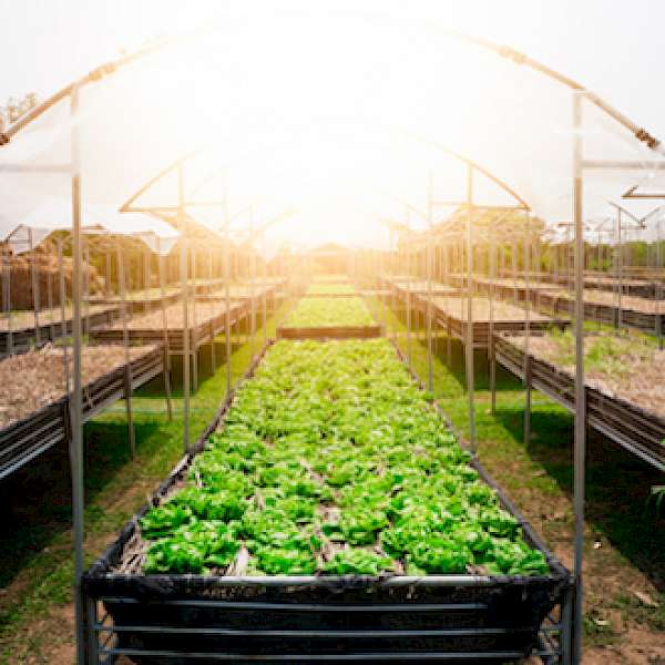 E. Coli Outbreak In Romaine Lettuce Underscores Need For Change And Technology