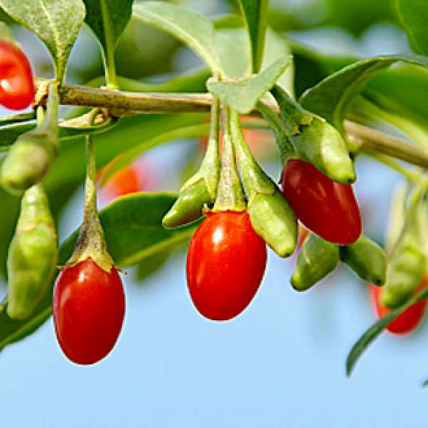Five Exotic Superfoods You Should Know About